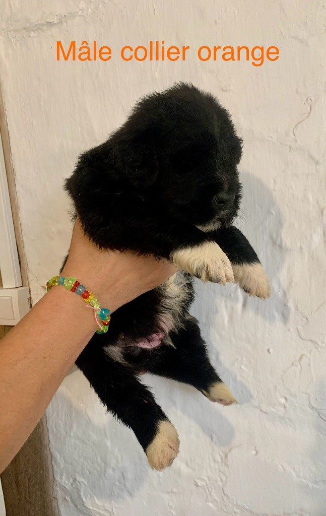Des Rêves D'Alannino - Chiots disponibles - Terre-neuve