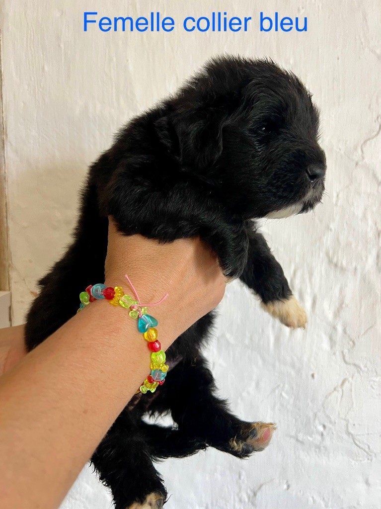 Des Rêves D'Alannino - Chiots disponibles - Terre-neuve