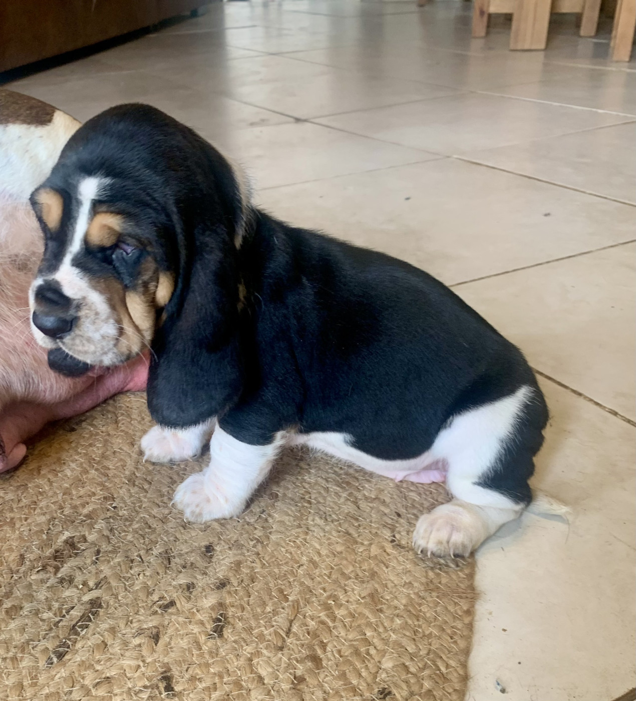Des Rêves D'Alannino - Chiots disponibles - Basset Hound