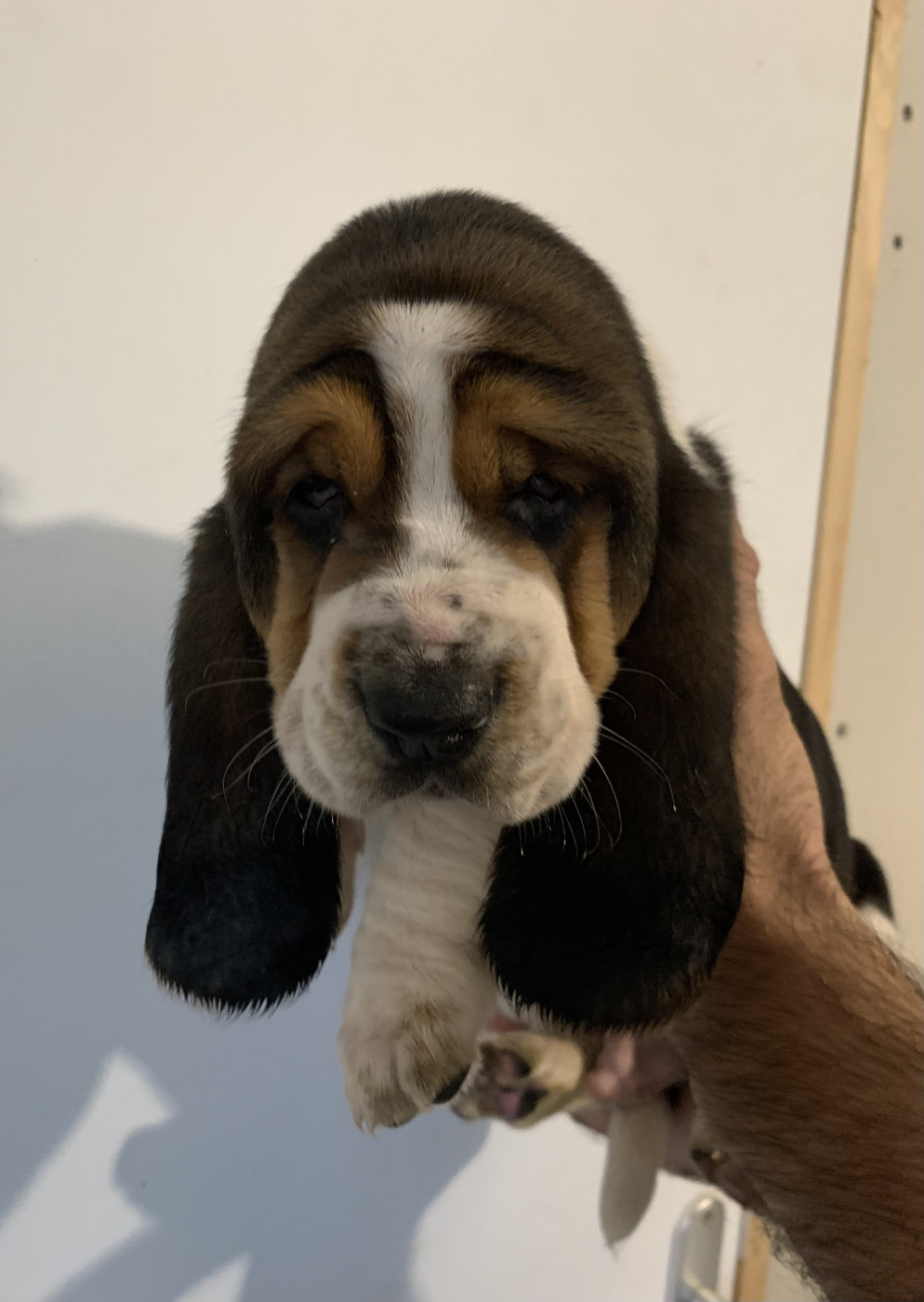 Des Rêves D'Alannino - Chiots disponibles - Basset Hound
