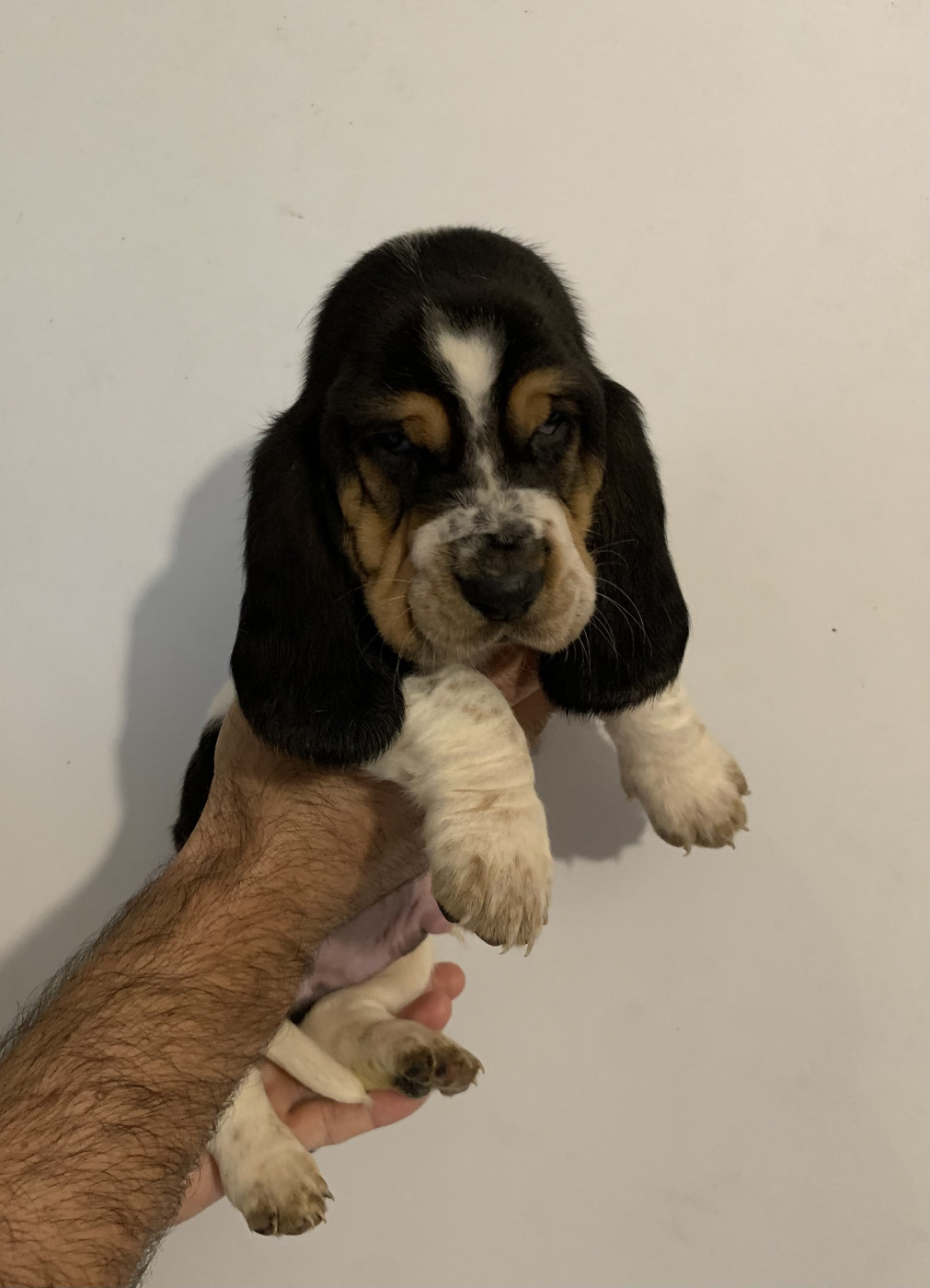 Des Rêves D'Alannino - Chiots disponibles - Basset Hound