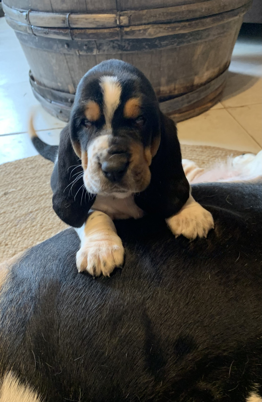 Des Rêves D'Alannino - Chiots disponibles - Basset Hound