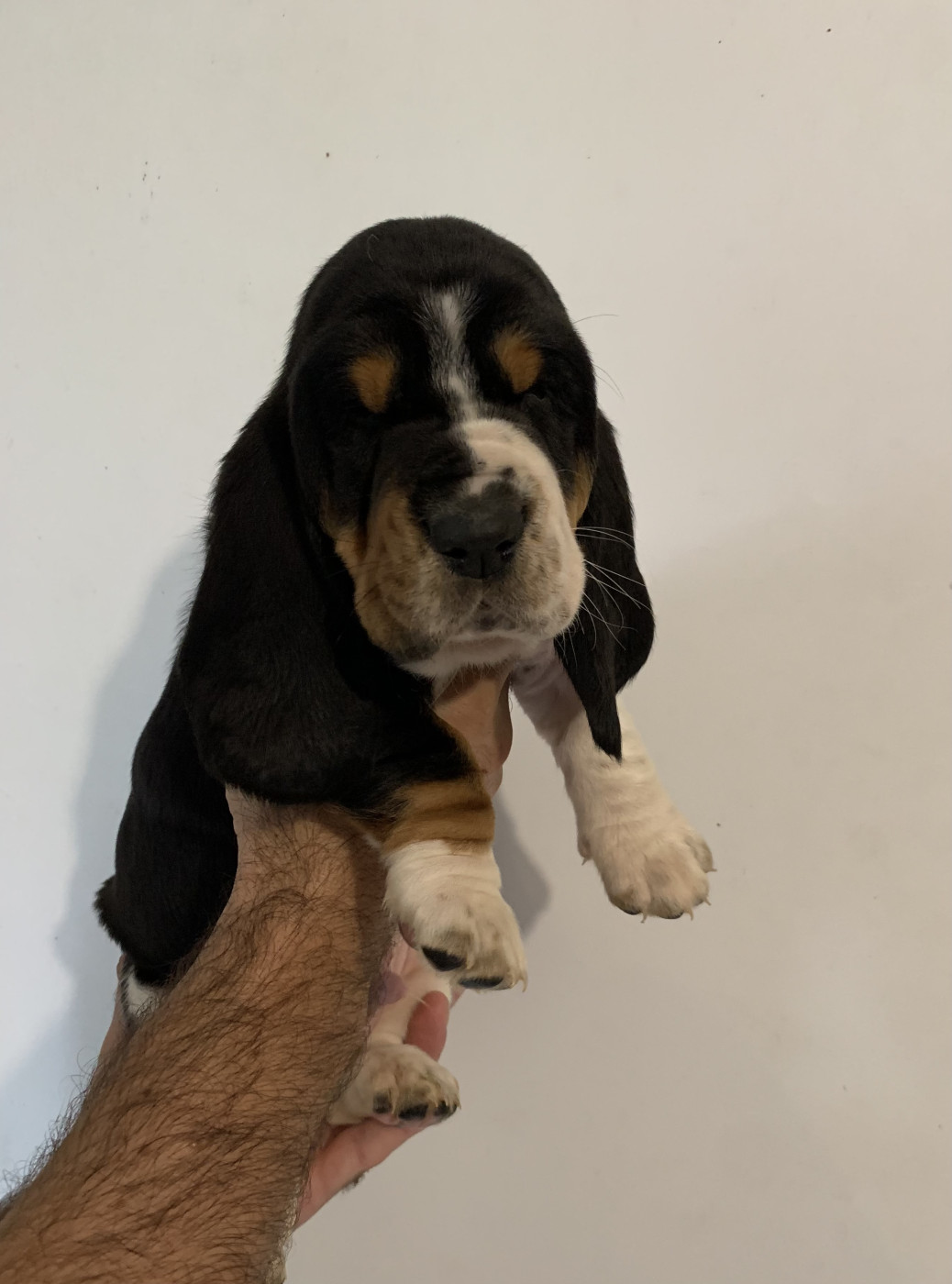 Des Rêves D'Alannino - Chiots disponibles - Basset Hound
