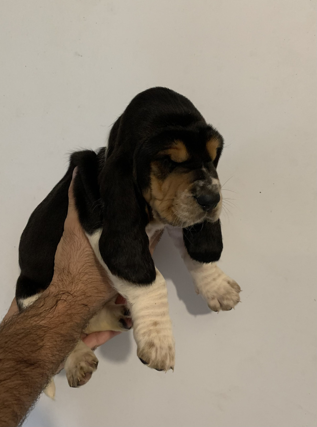 Des Rêves D'Alannino - Chiots disponibles - Basset Hound