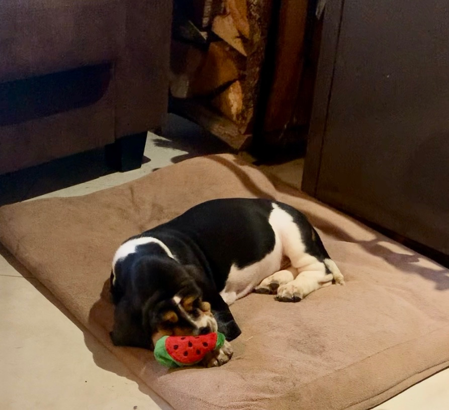 Des Rêves D'Alannino - Chiots disponibles - Basset Hound