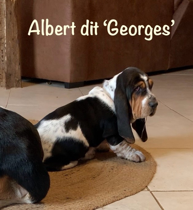 Des Rêves D'Alannino - Chiots disponibles - Basset Hound