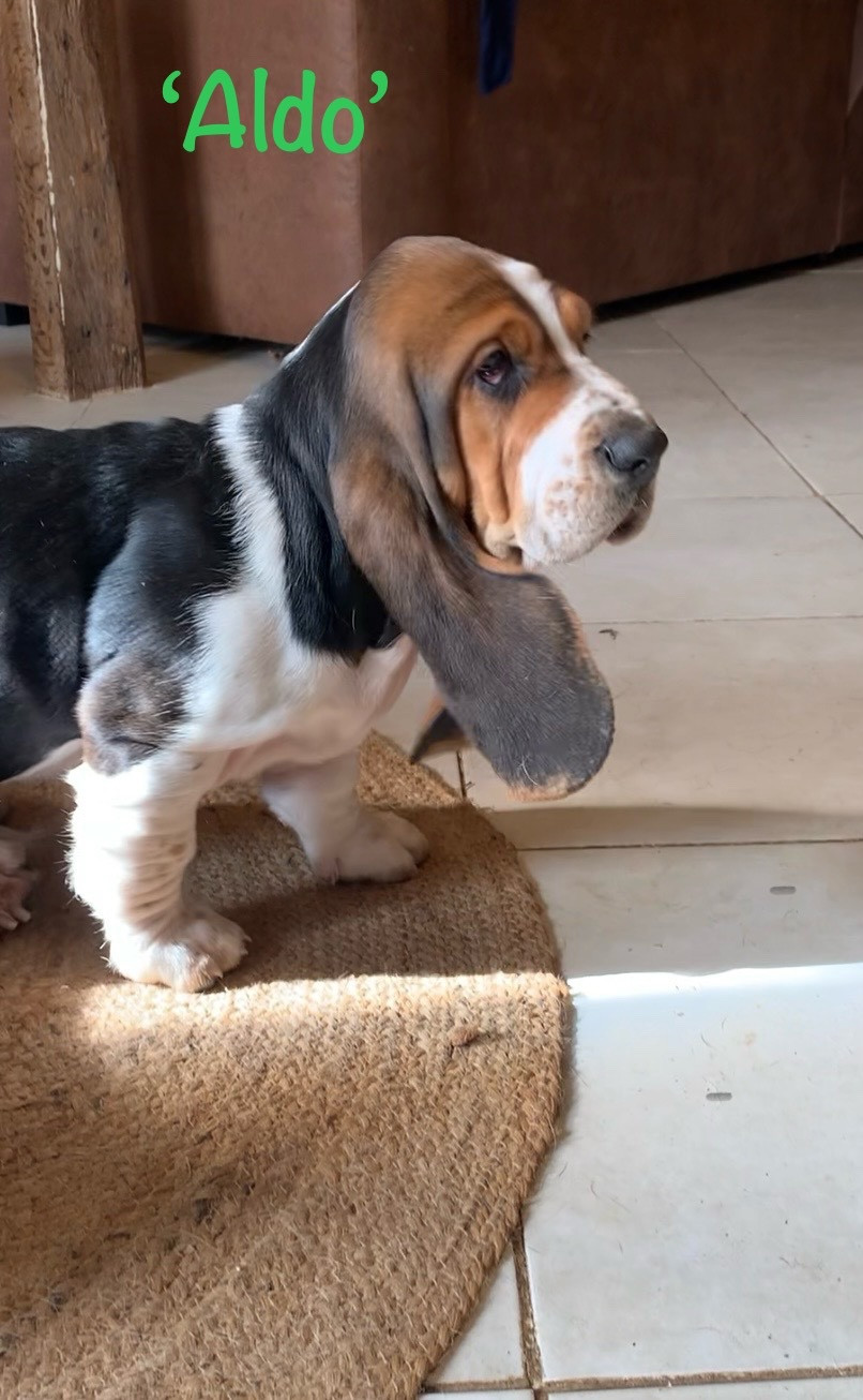 Des Rêves D'Alannino - Chiots disponibles - Basset Hound