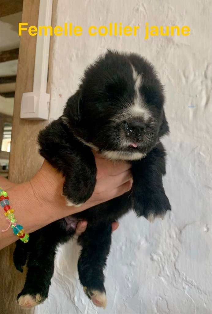 Des Rêves D'Alannino - Chiots disponibles - Terre-neuve