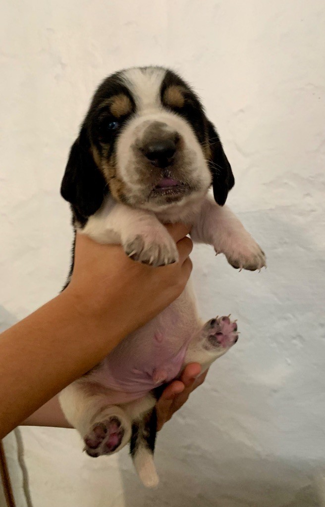 Des Rêves D'Alannino - Chiots disponibles - Basset Hound