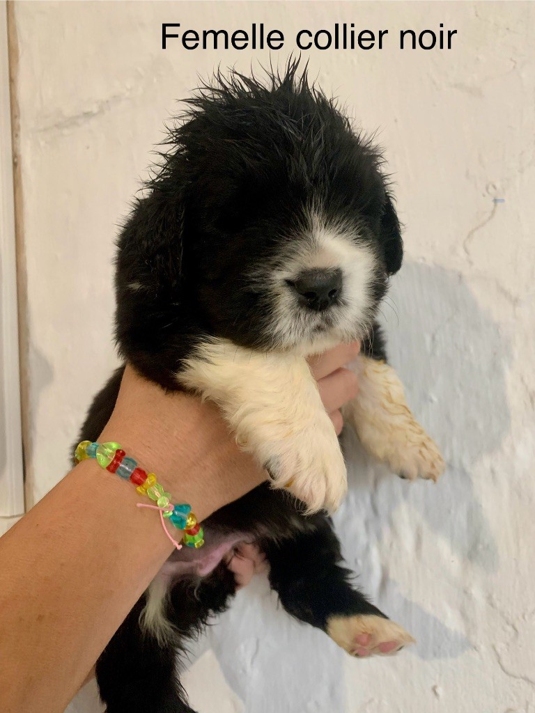Des Rêves D'Alannino - Chiots disponibles - Terre-neuve