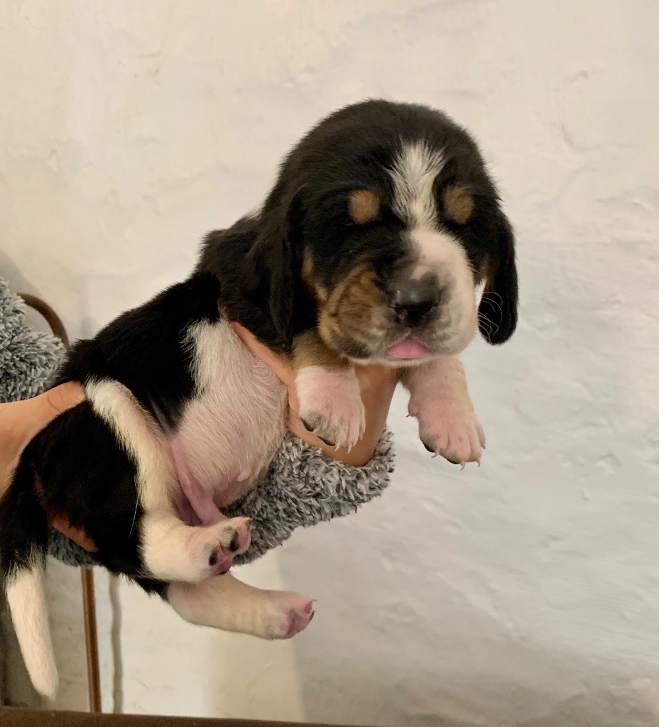 Des Rêves D'Alannino - Chiots disponibles - Basset Hound