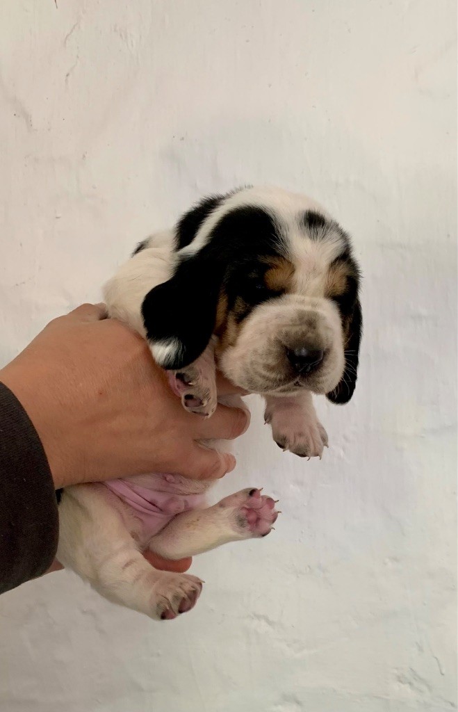 Des Rêves D'Alannino - Chiots disponibles - Basset Hound