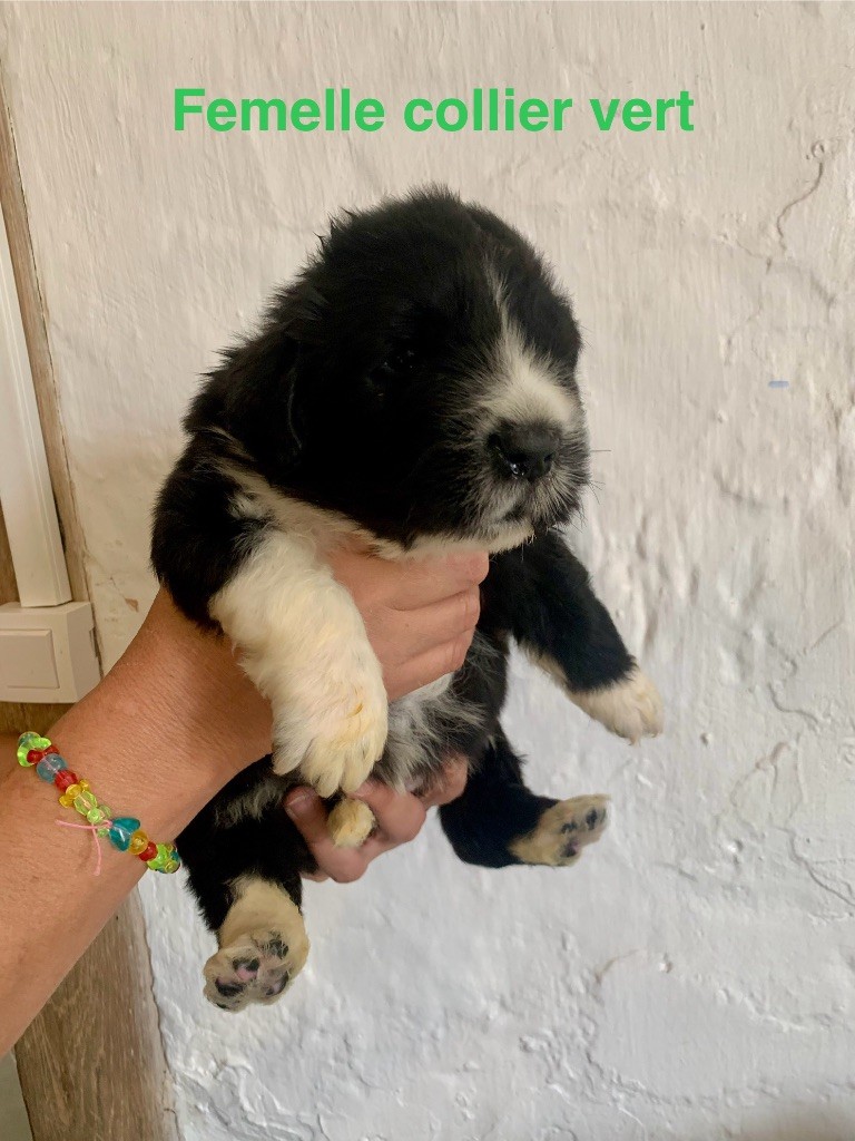 Des Rêves D'Alannino - Chiots disponibles - Terre-neuve
