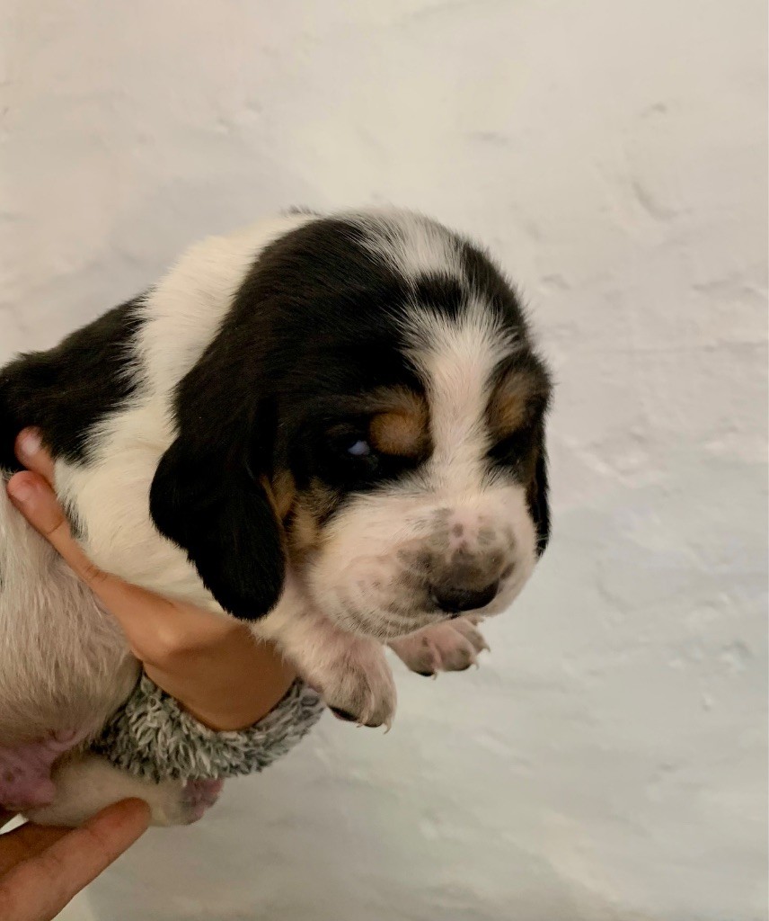 Des Rêves D'Alannino - Chiots disponibles - Basset Hound