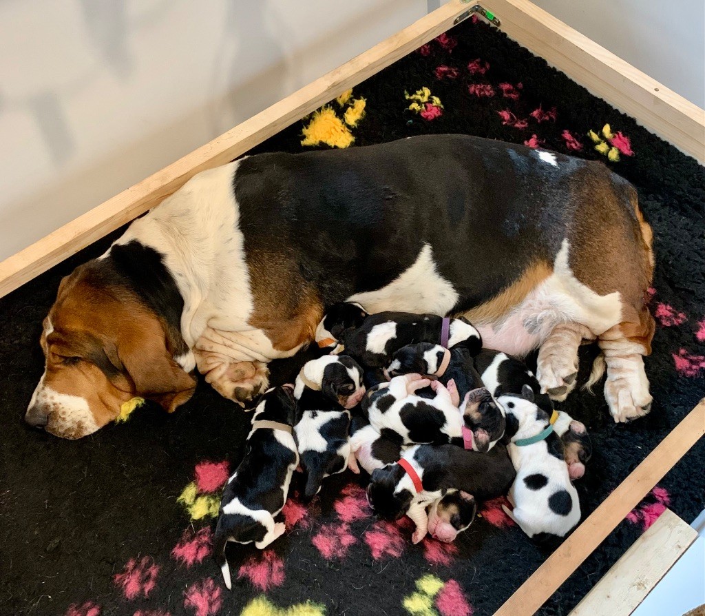 Chiot Basset Hound Des Rêves D'Alannino