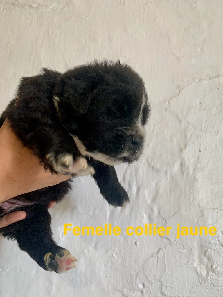Des Rêves D'Alannino - Chiots disponibles - Terre-neuve